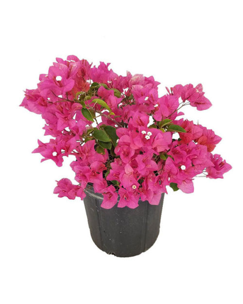 Bougainvillea-Many Varieties/Colors (3 GAL.) – Naples Fertilizer ...